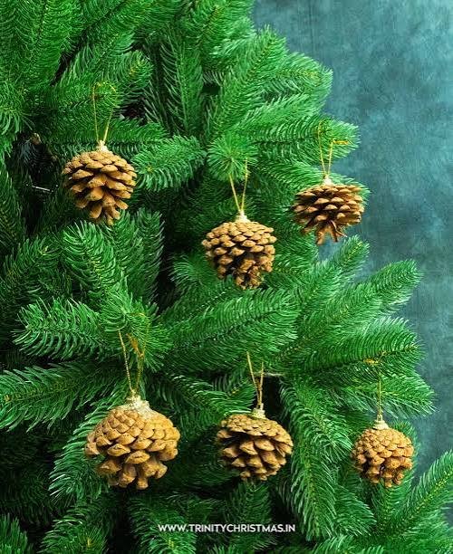 Pine cones and natural pine products