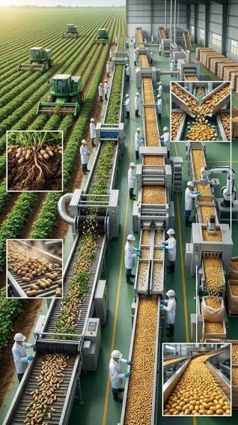 Pine nuts and sesame ingredients prepared for processing